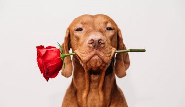 Valentines day returns and exchanges